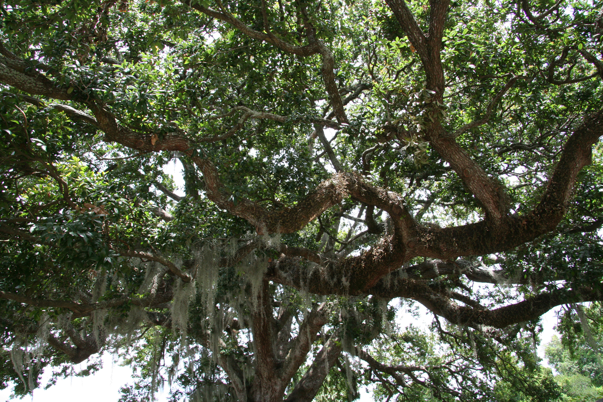 Die mystische Südstaaten-Eiche/The Mystic Southern Live Oak